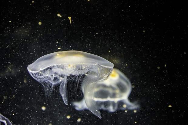 У берегов Новой Ирландии обнаружили загадочную медузу, расписанную “рисунками”