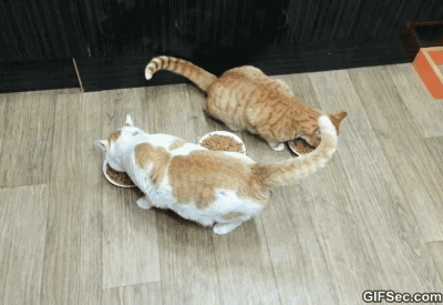 GIF-доказательство, что коты - чертовски весёлые ребята GIF коты юмор