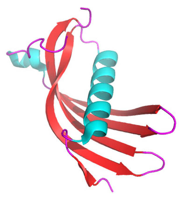 Рис. 2. Структура молекулы цистатина C