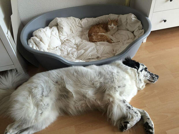 cats-stealing-dog-beds-24-57e0fdc93b4dd__700