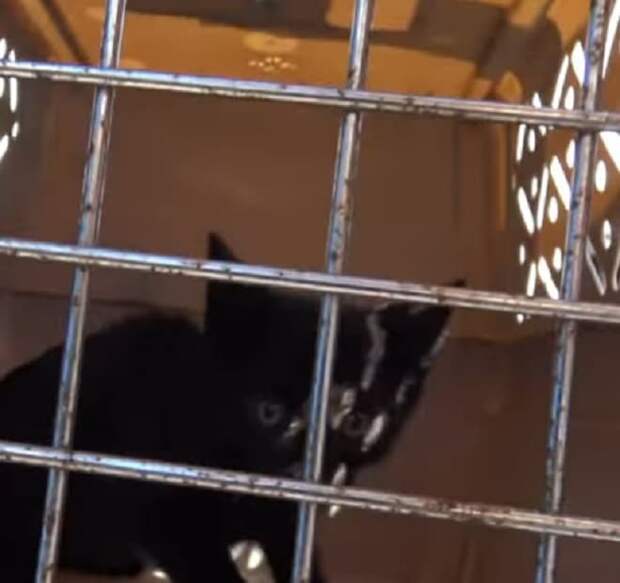 Испуганный котенок Котенок в клетке