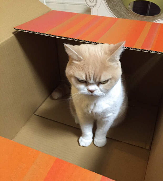 Без кота и жизнь не та