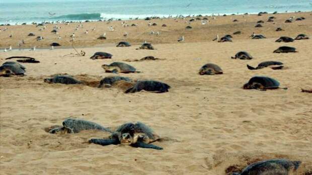 https://www.hindustantimes.com/rf/image_size_960x540/HT/p2/2017/04/12/Pictures/olive-ridley-turtles-nest-their-eggs_ce5a53d4-1f9c-11e7-a5a9-704c25d3160d.jpg