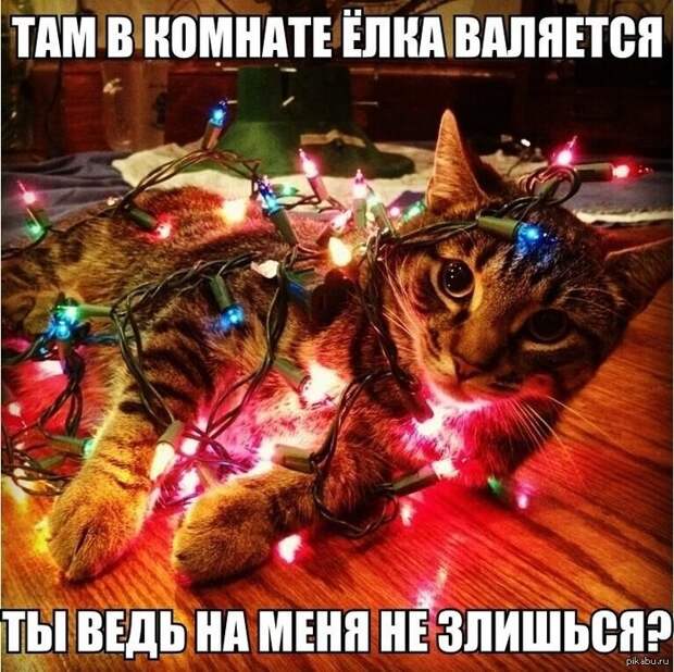 Просто котики коты, юмор