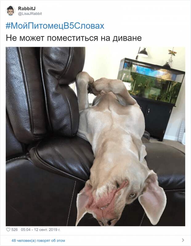 Флешмоб «Мой питомец в пяти словах» Флешмоб «Мой питомец в пяти словах»