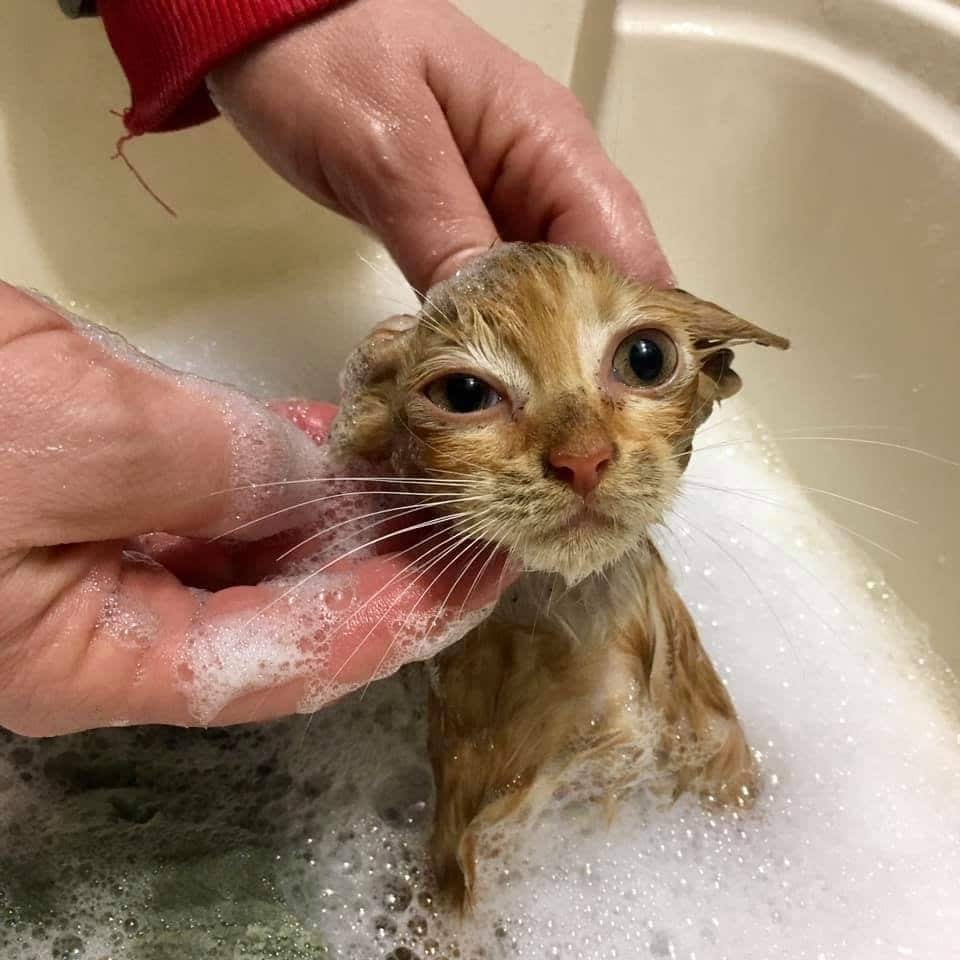 помощь котенку помощь котенку