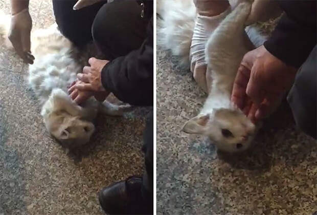 Врач-реаниматолог спас  кошку, сделав ей массаж сердца видео, животные, кошка, медицина, спасение