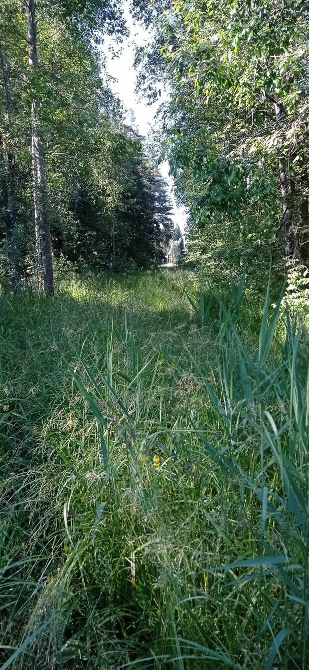 Подмосковный лес июне.