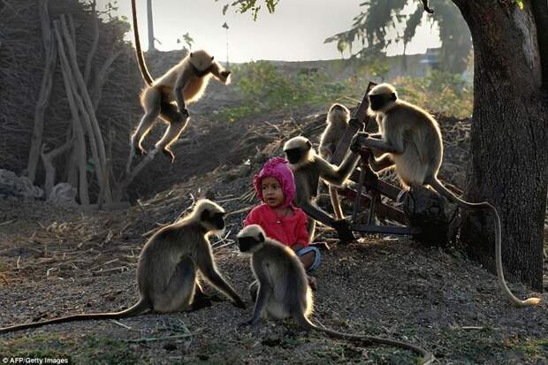 Современный Маугли: в Индии двухлетний мальчик подружился со стаей обезьян ynews, Интересное Дети, животные и дети, индия, мартышки, маугли, необычная дружба, обезьяны