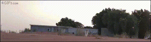 GIF-доказательство, что коты - чертовски весёлые ребята GIF коты юмор