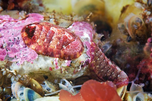Живность белого моря (28 фото) Живность белого моря (28 фото)