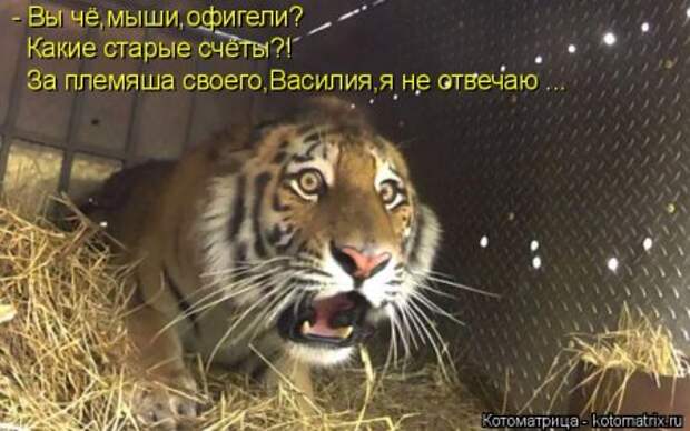 Забавные котоматрицы