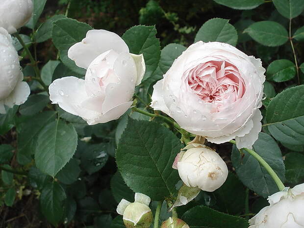 Herzogin Chistiana.jpg1.jpg