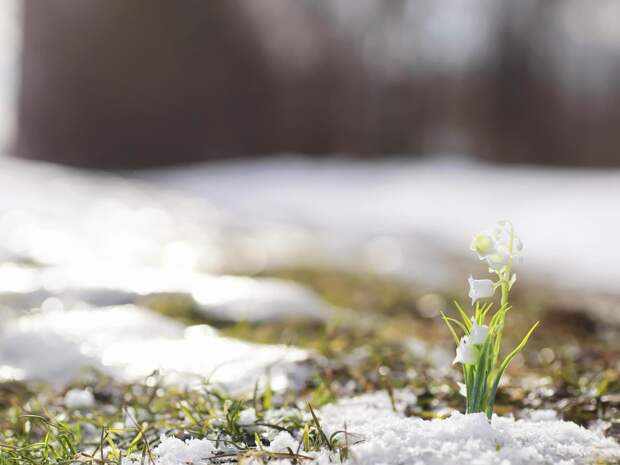 Тест: Какой вы весенний цветок?