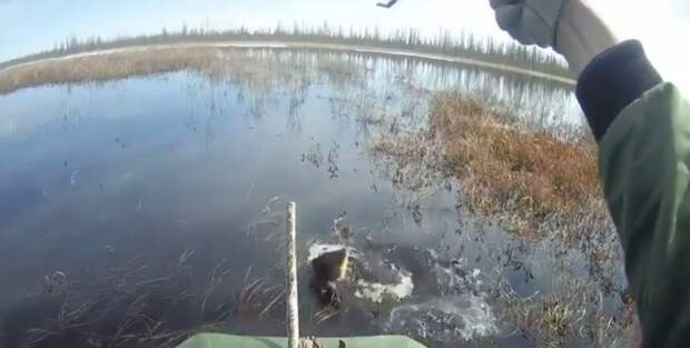 Якутский карась клюёт на блесну (видео)