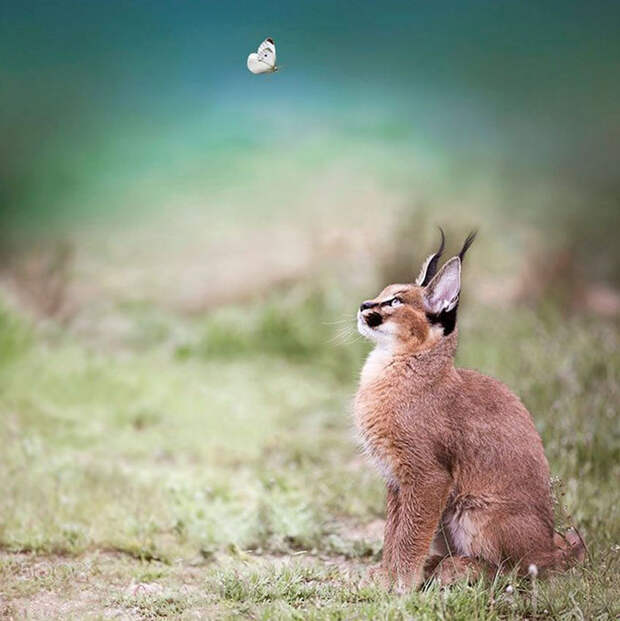 Baby Caracals