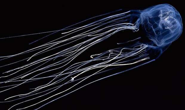 Интересные факты о медузах, Медуза-коробка, морская оса