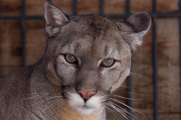 LA Times: в США пума украла собаку у хозяйки и унесла в лес