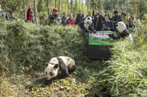 Как разводят панд в Китае