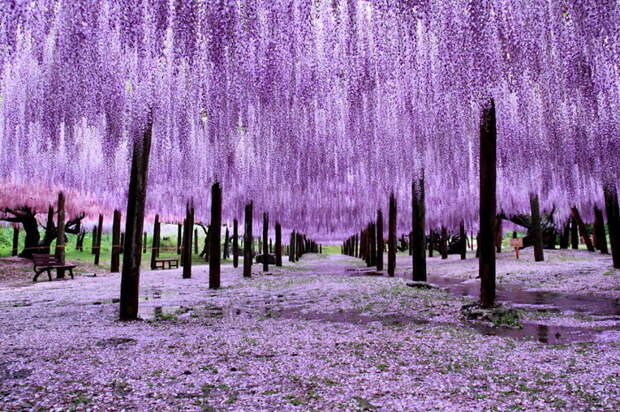 Еще десяток с лишним причин бросить всё и отправляться в Японию Цветение, весна, красота, парк, япония