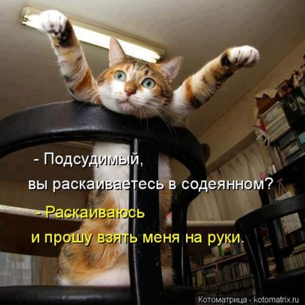 Новая котоматрица для всех! (34 фото)