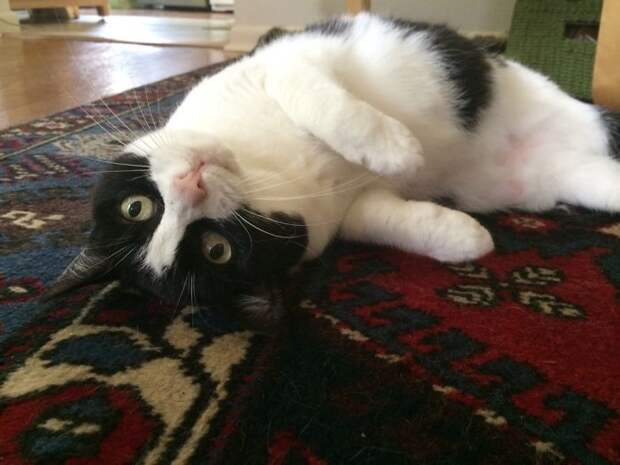 Котопост - это всегда радость животные, коты, кошки, неожиданно, привычки, странности, фото, юмор