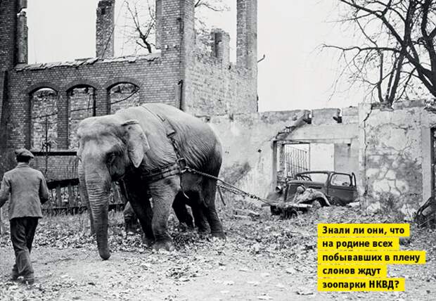 Слонопотамия. 13 фотоисторий из жизни слонов
