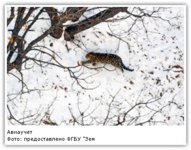 Фото: предоставлено ФГБУ "Земля леопарда"