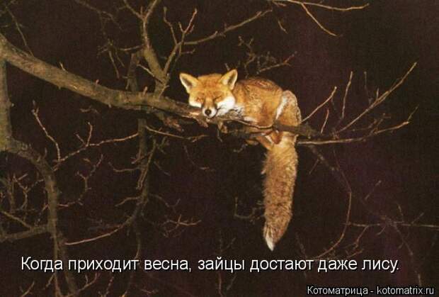 Забавные животные (50 фото)