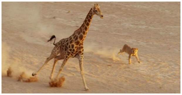 Львица напала на жирафа и очень скоро пожалела об этом видео, животные, жираф, лев