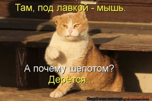 Уфф!!! Ну наконец-то! Котоматрицы великолепные, каждая с улыбкой и хорошим настроением!