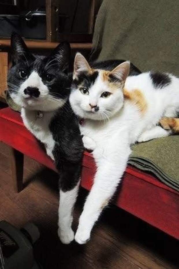 Коты мим. Коты мим