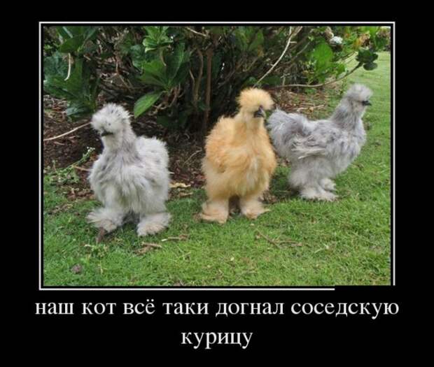 Демотиваторы - 931