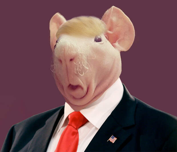 8. Избранный президент  битва, морская свинка, фотошоп