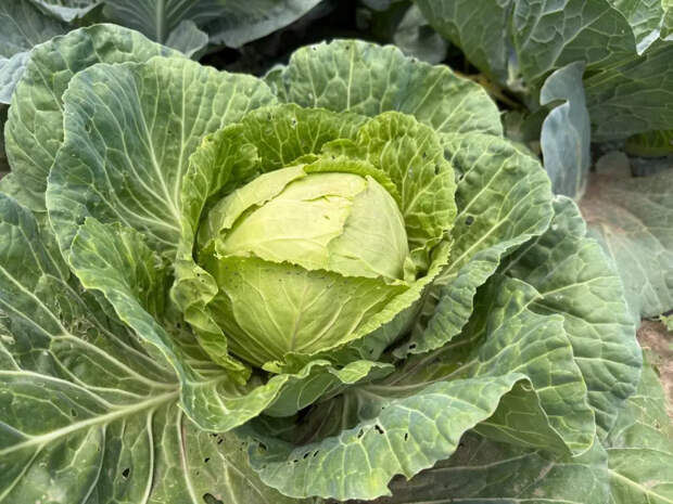 Стакан в лунку — и капуста наливается тугая: секретный лайфхак плотных кочанов без трещин