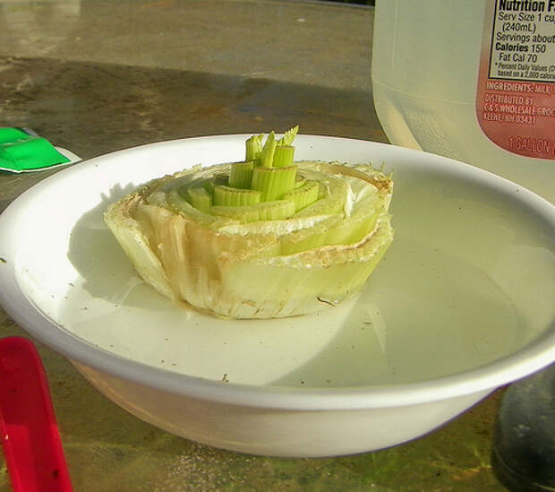 celery