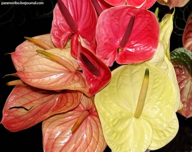 антуриум андрэ