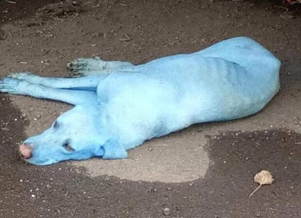 В Индии были найдены ярко-голубые собаки в мире, голубой, животные, индия, питомцы, собака, цвет