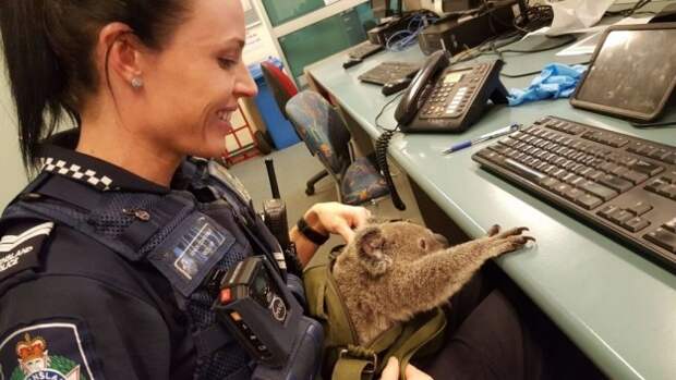 Австралийские полицейские нашли в сумке у задержанной женщины...коалу коала, коала Альфи