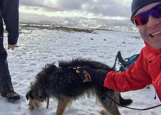 Герой-альпинист рискнул жизнью, чтобы спасти двух собак альпинист, горы, животные, из любви к животным, пропала собака, собаки, спасатель, чудесное спасение