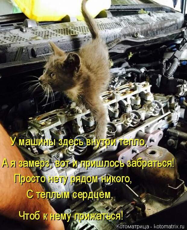 Забавные животные (50 фото)