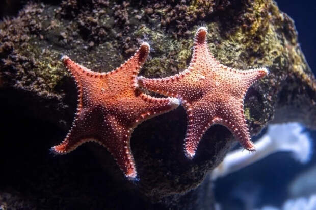 Ученые РФ: рыбы по-разному чувствуют вкус больших и мелких морских звезд