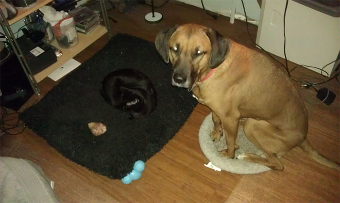 cats-stealing-dog-beds-32-57e1038da060a__700