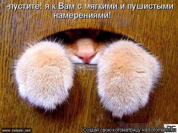 Просто котики коты, юмор