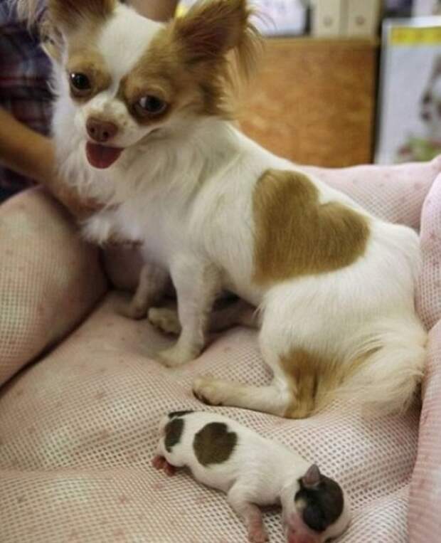 Порция необычных собак с уникальным окрасом