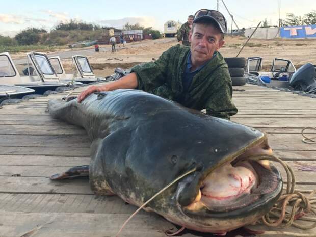 Фотофакт: в Астрахани поймали гигантского сома