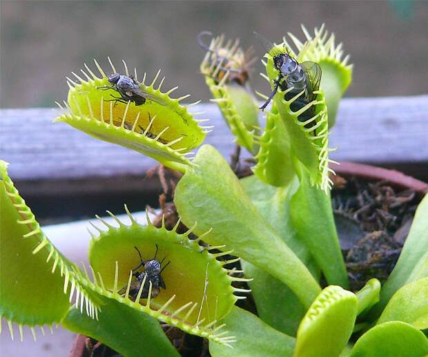 Как завести хищное растение на подоконнике, чтобы оно поедало комаров и мошек?
