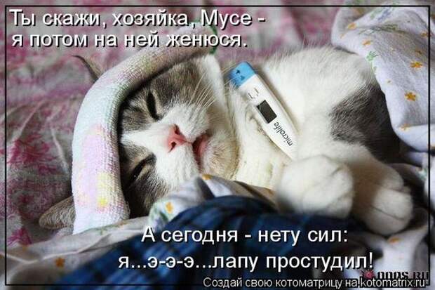 Лучшие котоматрицы недели (50 фото)