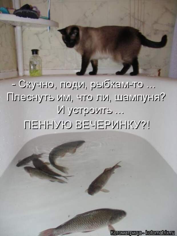 Свежая котоматрица (33 фото)