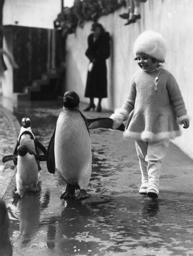 13. Маленькая девочка гуляет рядом с пингвином, держа его за крыло. Лондонский зоопарк, 1937 г. архивные фотографии, лучшие фото, ретрофото, черно-белые снимки
